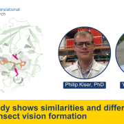 CTVR Press Release: UC Irvine study shows similarities and differences in human and insect vision formation