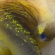 Snail image